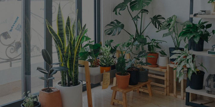 Benefits Of Natural Air Filters Benefits Of Natural Air Filters