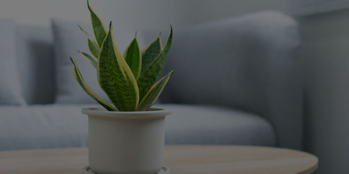 Best Air Purifying Plants For Indoor Use