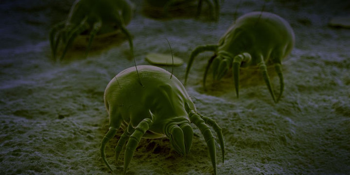 How To Get Rid Of Dust Mites