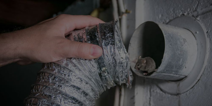 Steps To Take If Rodents Are In Your Air Ducts