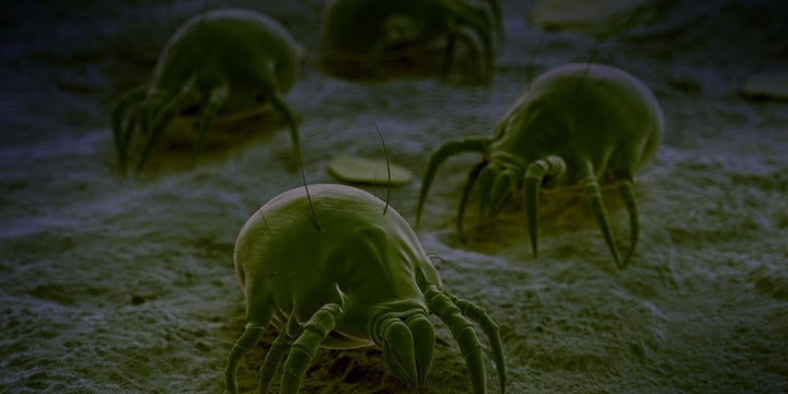 Understanding Dust Mites: Essential Steps To Combat Their Impact